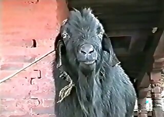 Goat piss is featured heavily in this movie