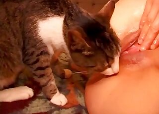 Beautiful cat licks her accurate pussy with love