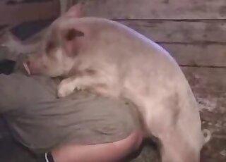 Adorable pig fucks a perverse rancher right here