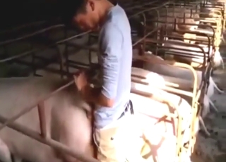 Farmer is free to fuck all the pigs he can find