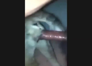 Dude can only fuck dogs and make 'em cum