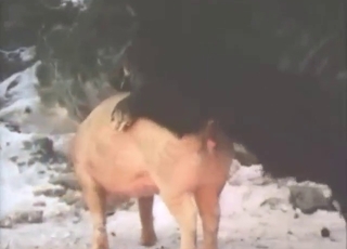 Neighbor boars fuck in this kinky recording