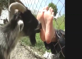 Zoophile with sexy feet seduces a goat here
