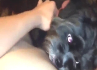Bestiality porn with a mutt that licks a hard cock