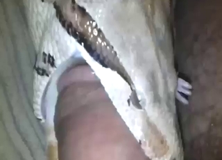 Sexy animal is going to deepthroat human dick