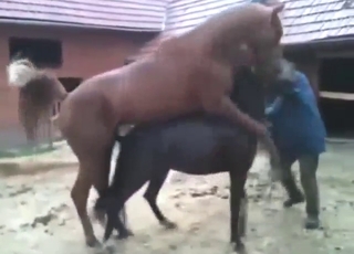 Horse sex scene with animals that MATE hard