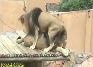 Gay lions enjoying hardcore banging outside