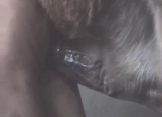 Juicy cum from that pony cock is all his now