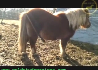 Dangling dick stallion shows off its goodies