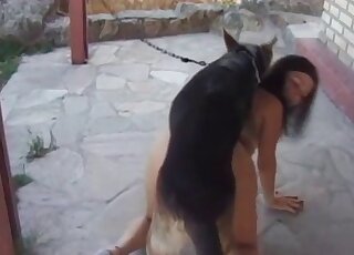 Big trained shepherd is a good choice for sex