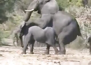 Girl And Elephant Sex Video - Elephants Videos / girls animal sex / Most popular Page 1