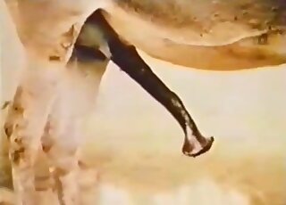 A passionate horse has a very massive long penis