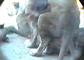 Tiger and his awesome girlfriend in the exotic zoo porn