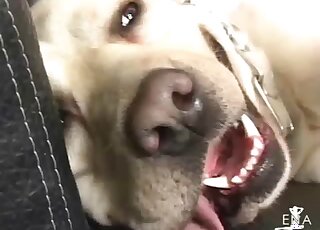 Zoo Asian porn tube oral sex action
