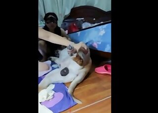 Masked angel is enjoying intensive dog bestiality - ガールズ　アニマルセックス 