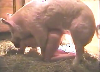 Pig Sex Woman - Pig Videos / girls animal sex / Most popular Page 1